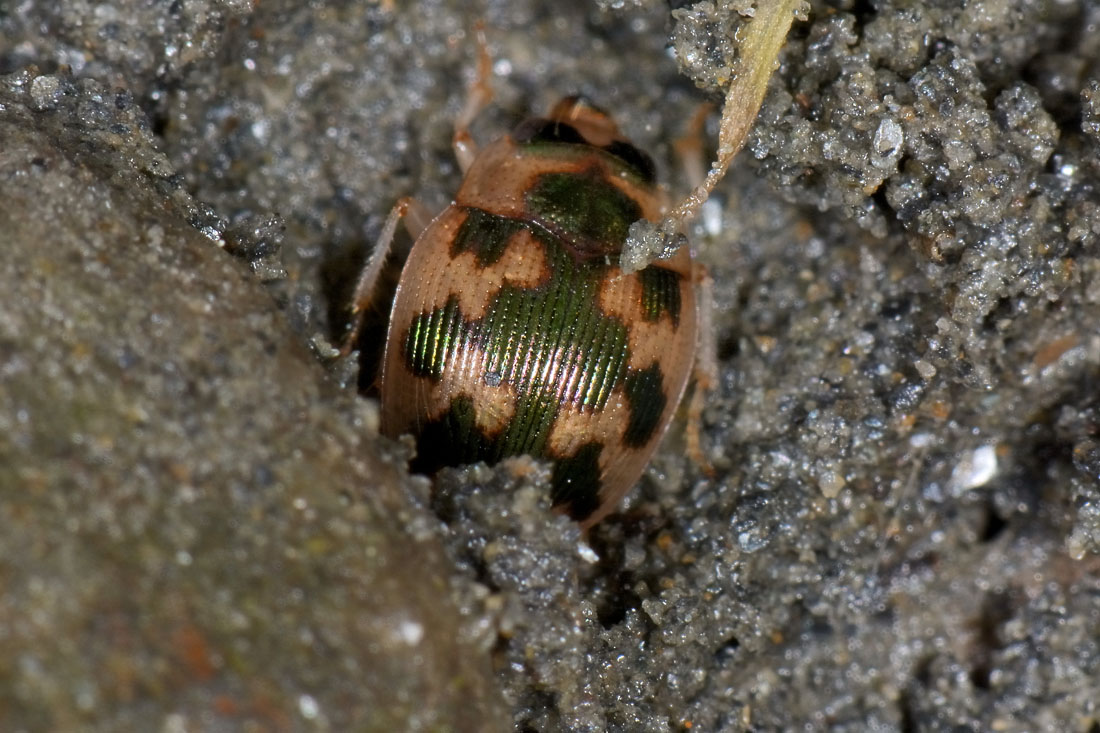 Carabidae: Omophron limbatum